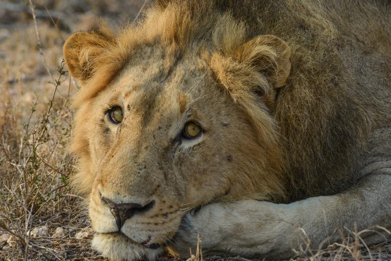 Lion Sands River Lodge Sabi Sand Vadrezervátum Kültér fotó